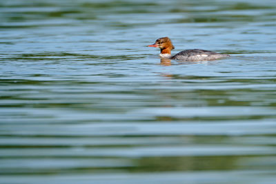 Duck swimming in lake