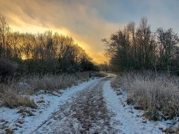 Snow covered plants against sky during sunset