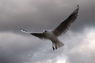 Low angle view of seagulls flying against cloudy sky