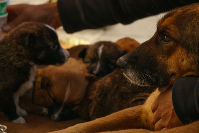 Close-up of two dogs