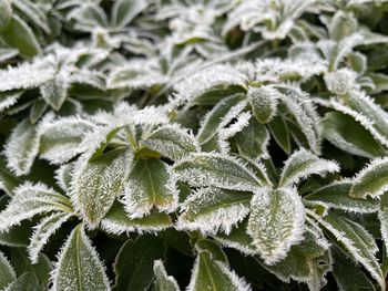 Close-up of frozen leaves