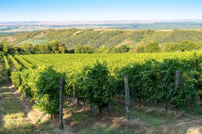 Scenic view of vineyard against sky