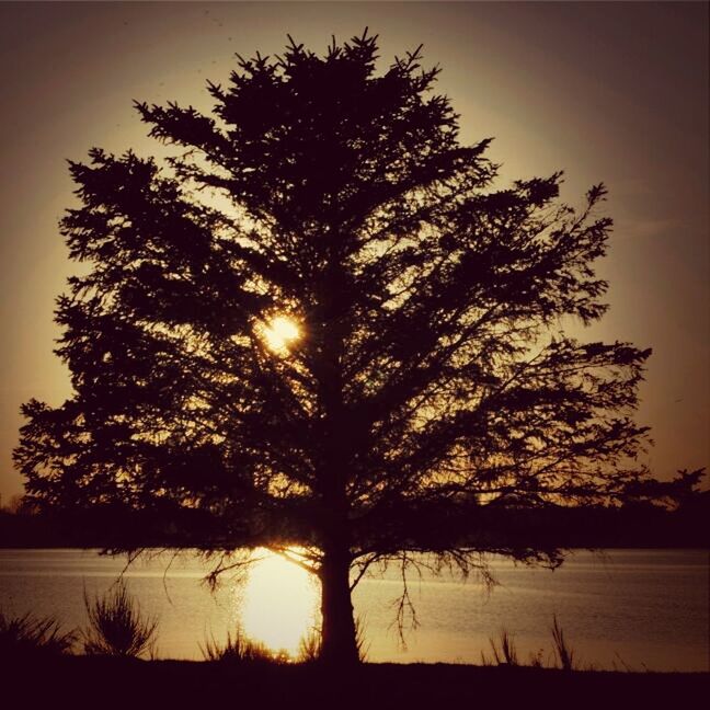 sunset, tree, silhouette, tranquil scene, tranquility, scenics, beauty in nature, sun, nature, branch, idyllic, growth, sky, orange color, landscape, water, bare tree, field, lake, non-urban scene