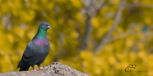 Close-up of bird perching on white background