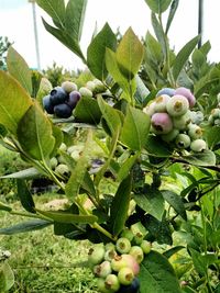 Close-up of fruits growing on tree