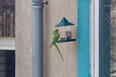 Close-up of bird perching on pipe