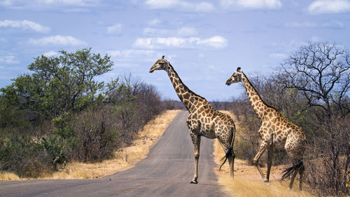 Giraffes on road against sky