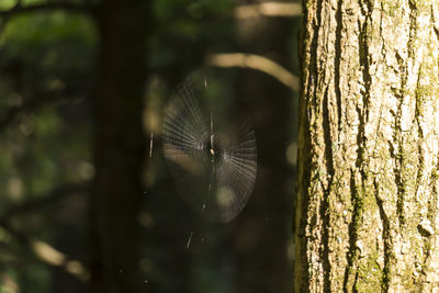 Close-up of tree trunk