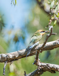 Close-up of bird perching on branch