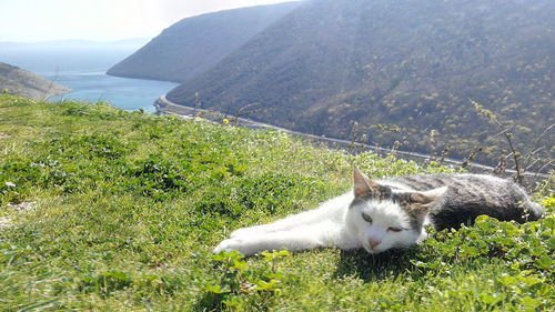 Portrait of cat on mountain