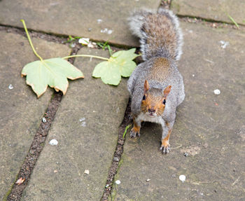 High angle view of squirrel