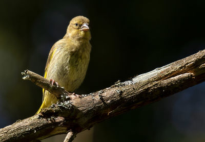 Close-up of greenfinch perching on tree