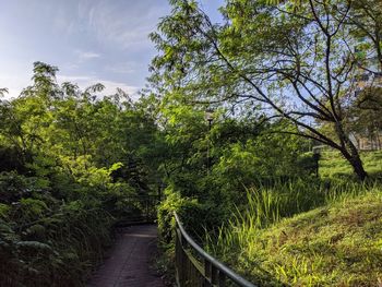 Footpath amidst trees in forest against sky