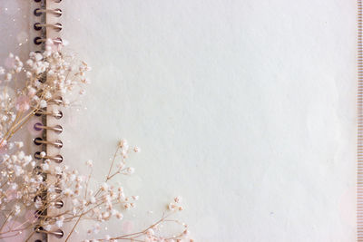 Close-up of white flowering plant against wall