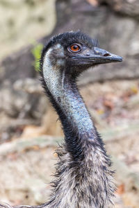 Close-up of a bird