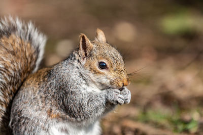 Close-up of squirrel eating outdoors