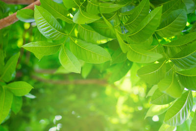 Close-up of green leaves