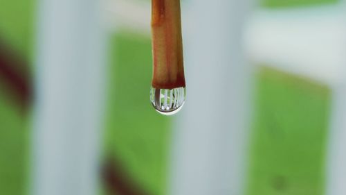 Close-up of water drops on leaf