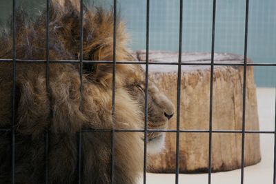 Close-up of lion sleeping in cage