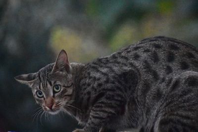 Close-up portrait of a cat