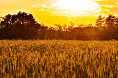 Scenic view of field against sky during sunset