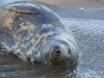 Close-up of grey seal sleeping in sea
