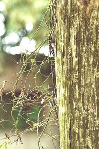 Close-up of tree trunk