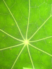 Full frame shot of leaf