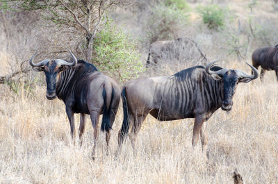 Horses in a horse