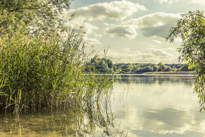 Tranquil view of grass growing on lake