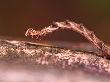 Close-up of frozen plant