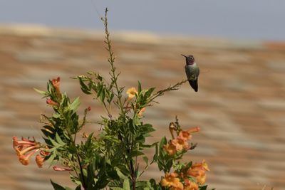 Bird perching on plant