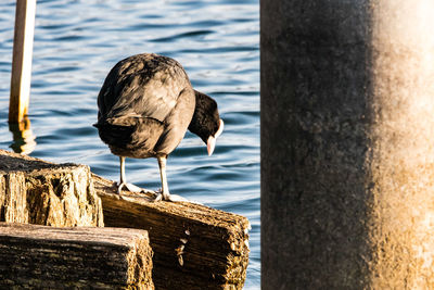 Bird perching on wooden post in lake