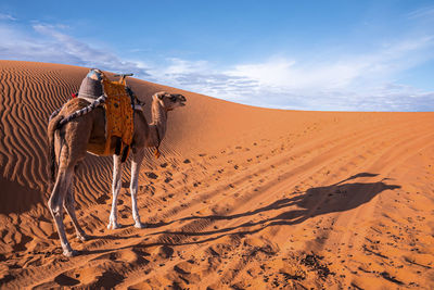 Dromedary camel standing on sand dunes in desert on sunny summer day