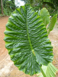 Close-up of fresh green leaf