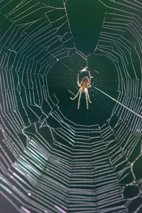 Close-up of spider web