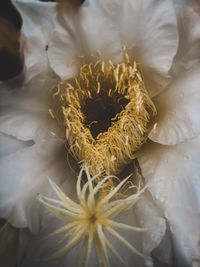 Close-up of dried plant