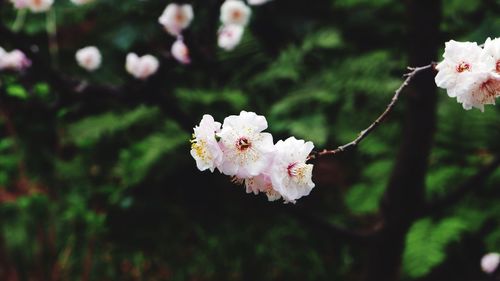 Close-up of white cherry blossom