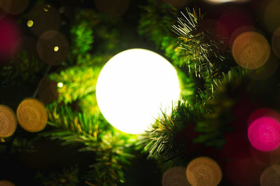 Close-up of illuminated christmas tree