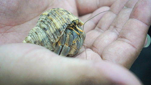 Close-up of hand holding leaf