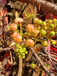 Close-up of fruits growing on tree