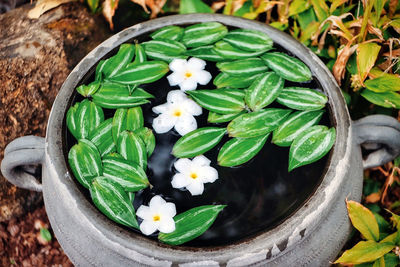 High angle view of frangipani blooming outdoors