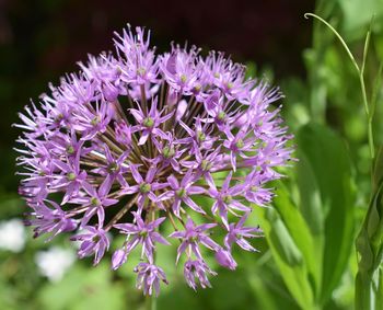 Close-up of purple flowering plant