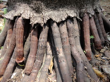 Full frame shot of tree trunk