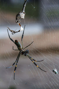 Close-up of spider and web