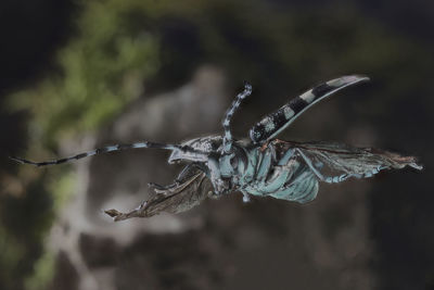 Close-up of dragonfly