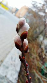 Close-up of plant against blurred background