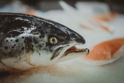 Close-up of fish for sale in market