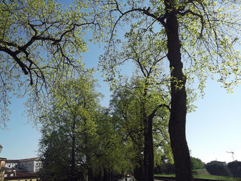 Low angle view of trees against clear sky