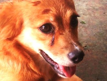 Close-up of dog on field